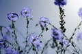 Blue flax flower bloom in summer